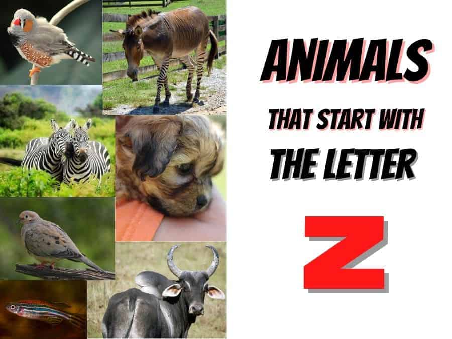 animals that start with the letter Z