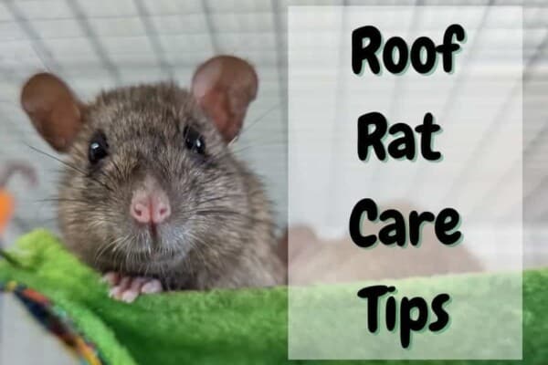 Roof Rat Care Tips