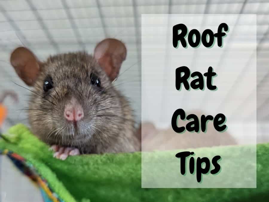 Roof Rat Care Tips