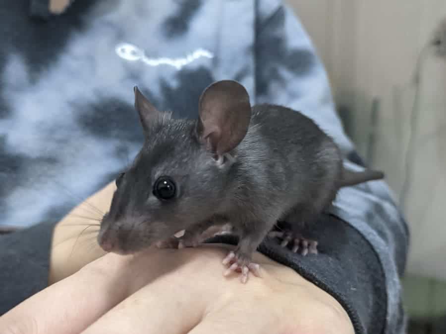 roof rat on hand