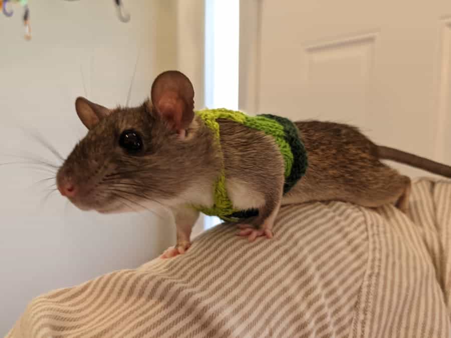 roof rat wearing sweater