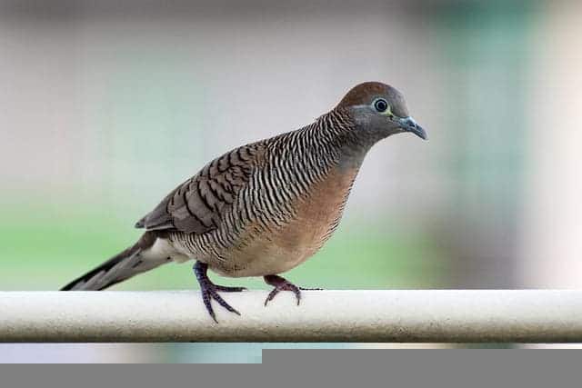 zebra dove