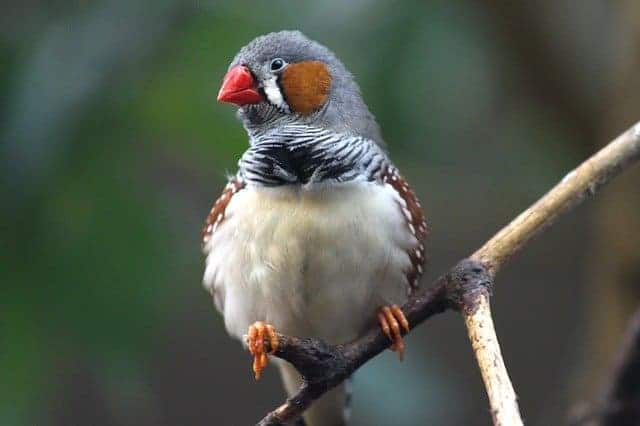 zebra finch