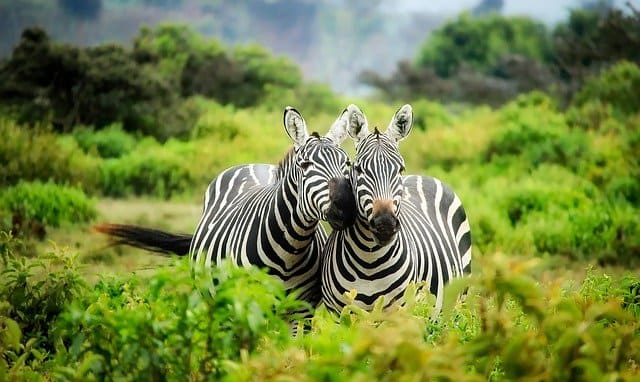 zebra