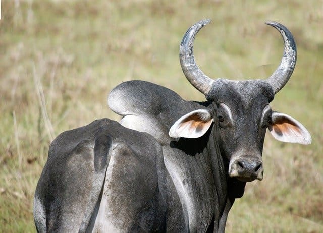 zebu