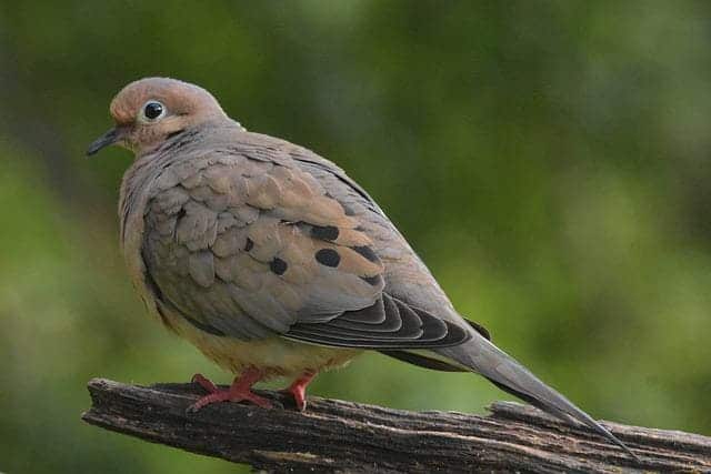 zenaida dove