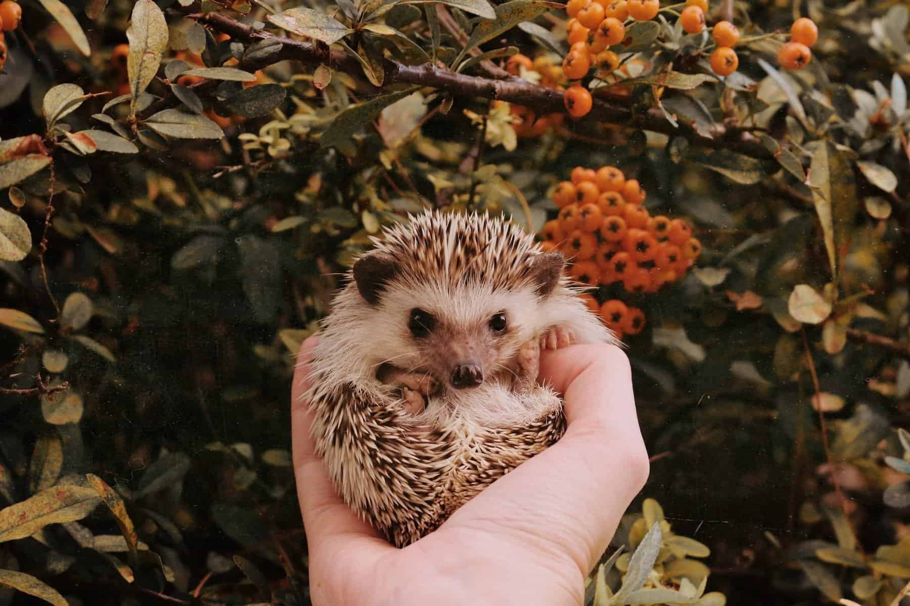 cute little hedgehog