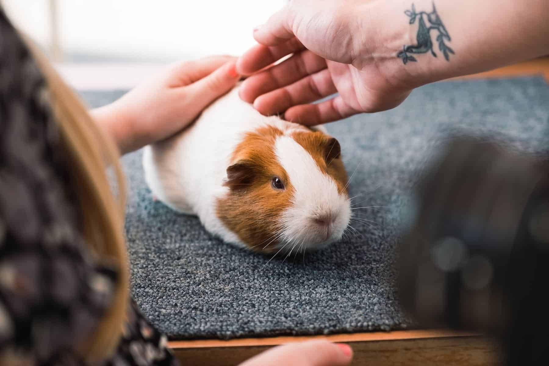 pet guinea pig