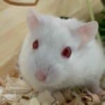 Albino Hamsters Reproduction