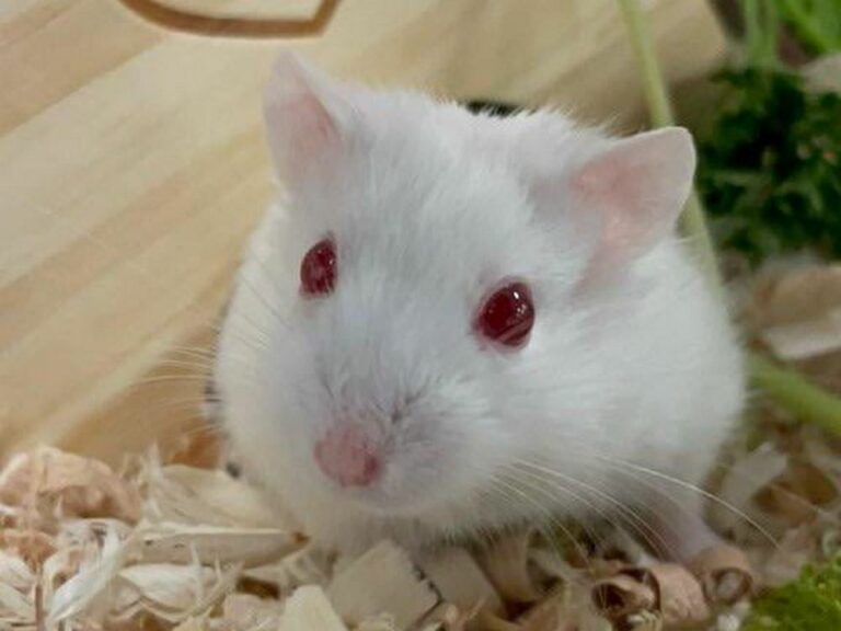 Albino Hamsters Breed Profile, Photos and Care The Pet Savvy