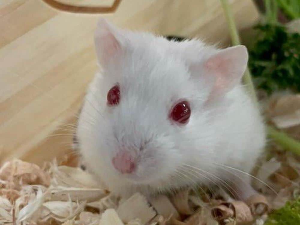 Albino Hamsters Reproduction