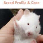 Albino Hamsters pin