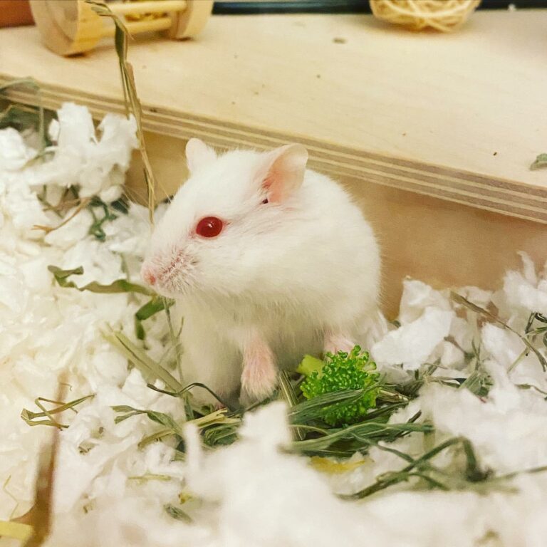 Albino Hamsters Breed Profile, Photos and Care The Pet Savvy