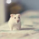 Albino hamster – Evil