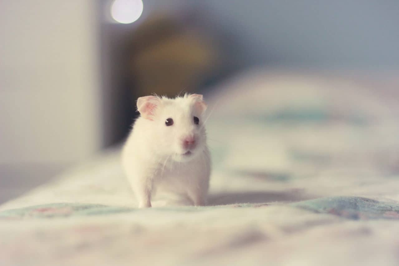 Albino hamster – Evil
