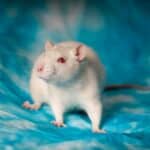 Albino hamster – Health