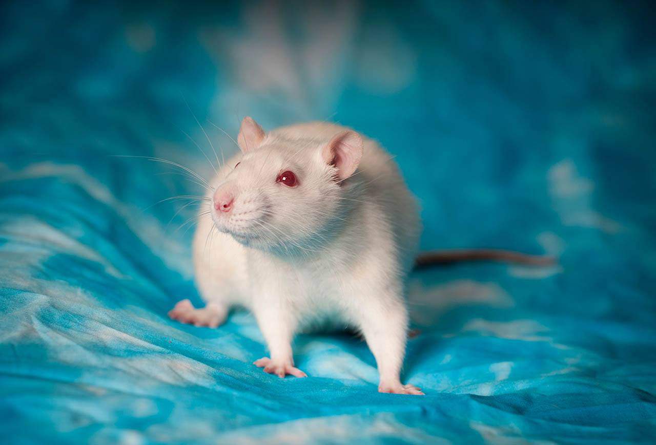 Albino hamster – Health