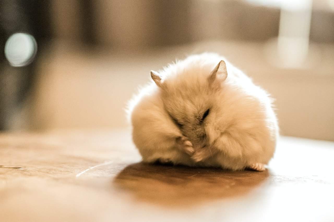 Albino hamster – Temperament