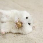 Albino hamsters