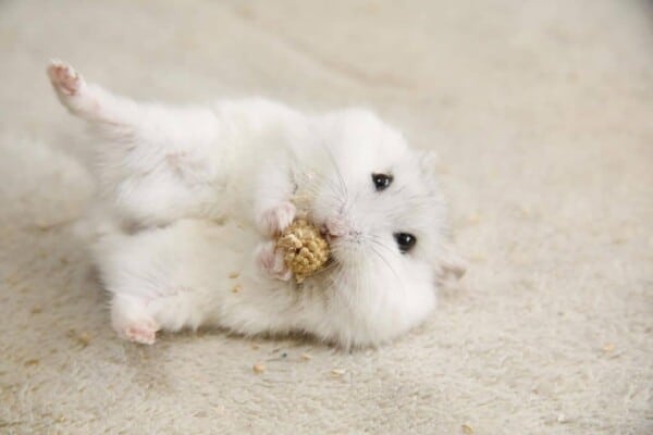 Albino Hamsters – Breed Profile, Photos and Care