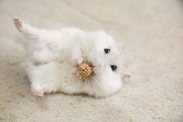 Albino hamsters