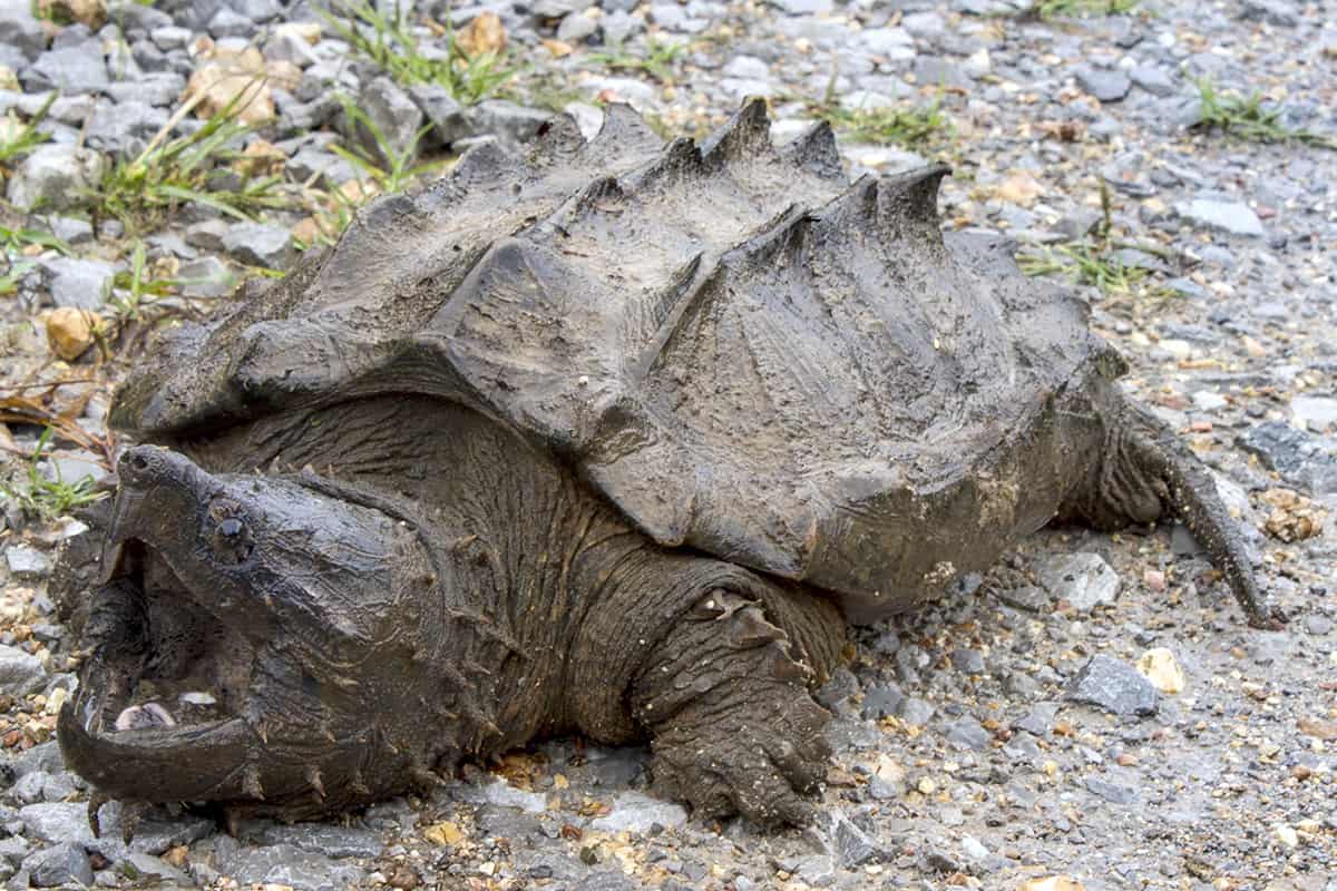 Alligator Snappers