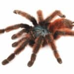 Antilles Pink Toe Tarantula