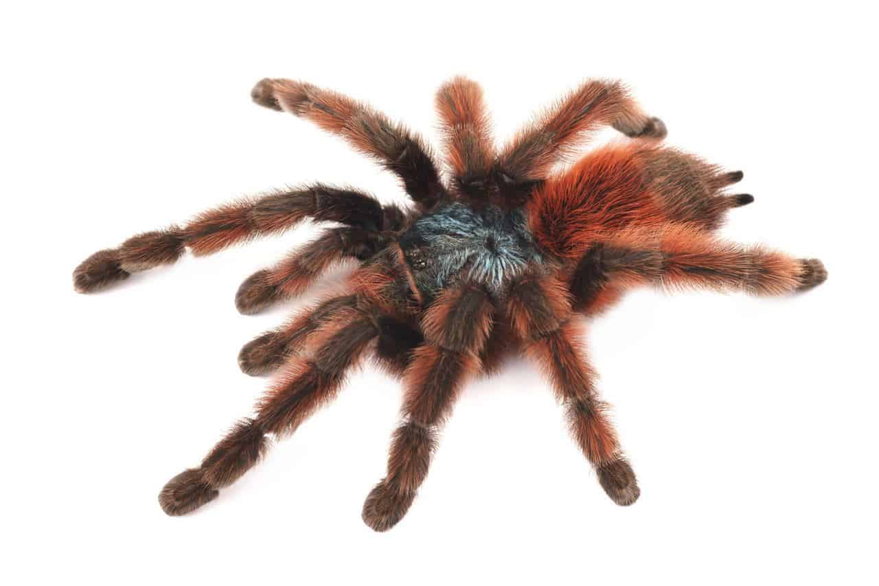 Antilles Pink Toe Tarantula