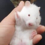 Are Albino Hamsters Blin