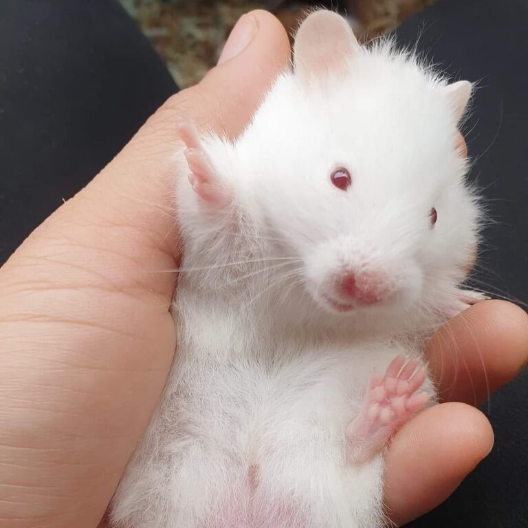 Albino Hamsters Breed Profile, Photos and Care The Pet Savvy