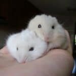 Are All White Hamsters Albino
