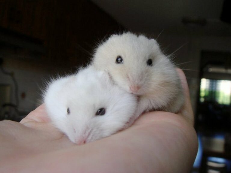 Albino Hamsters Breed Profile, Photos and Care The Pet Savvy