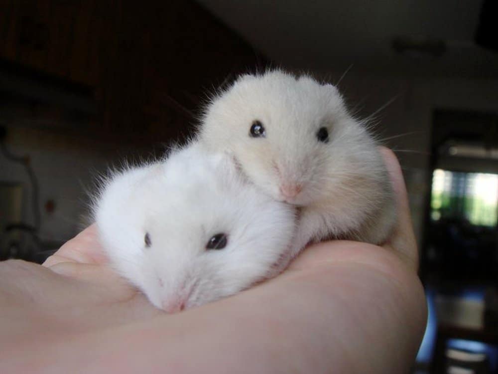 Are All White Hamsters Albino