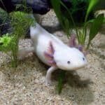 Axolotl 101