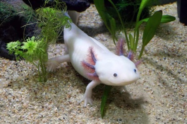 Axolotl 101: Breed Profile, Care, Tank Setup & Photos