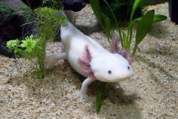 Axolotl 101