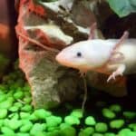 Axolotl 101 – Appearance