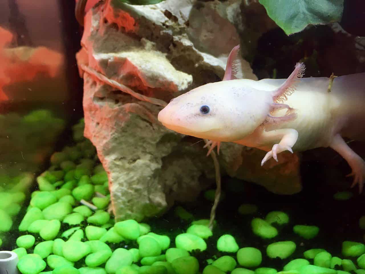 Axolotl 101 – Appearance