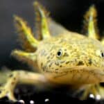 Axolotl 101 – Appearances