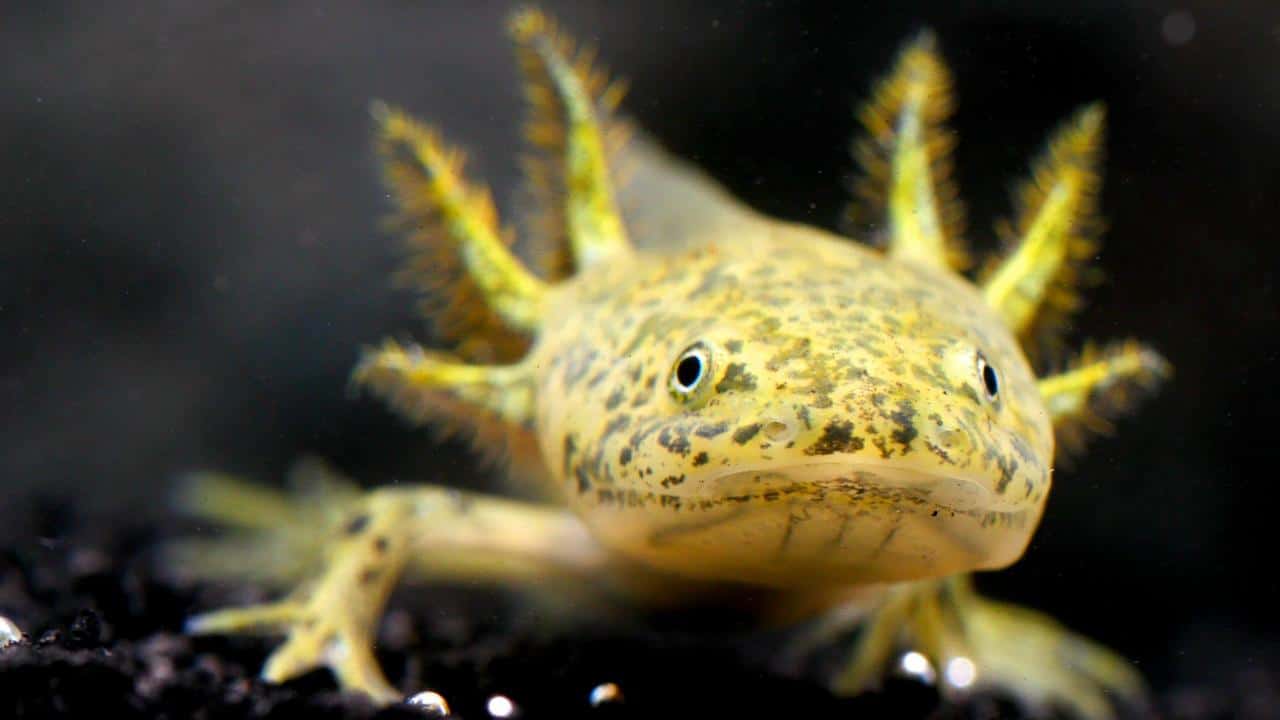 Axolotl 101 – Appearances