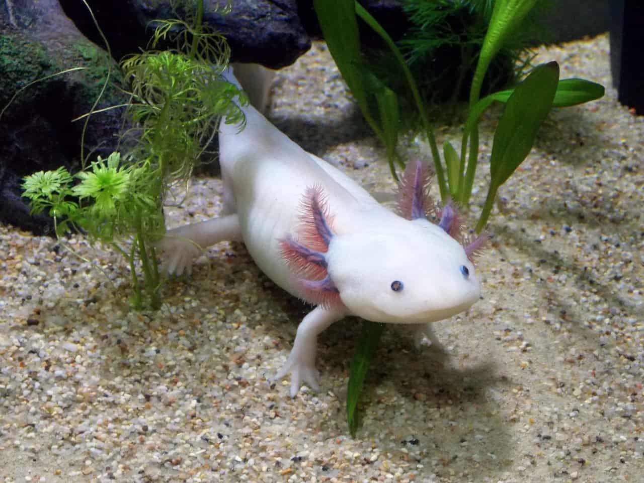 Axolotl 101