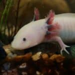Axolotl Diet and Health