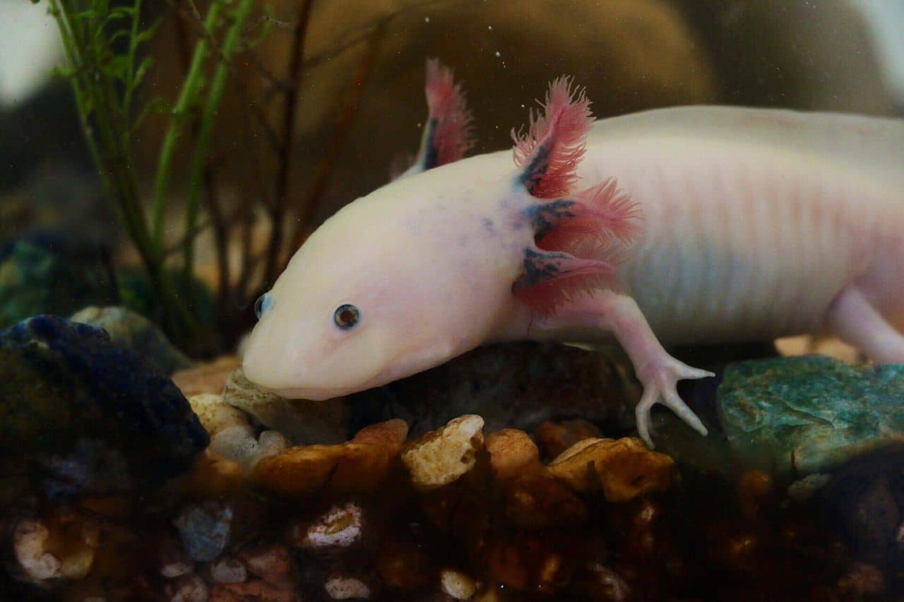 Axolotl Diet and Health