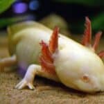 Axolotl History