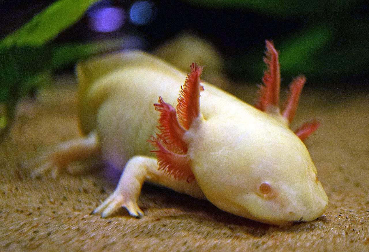 Axolotl History