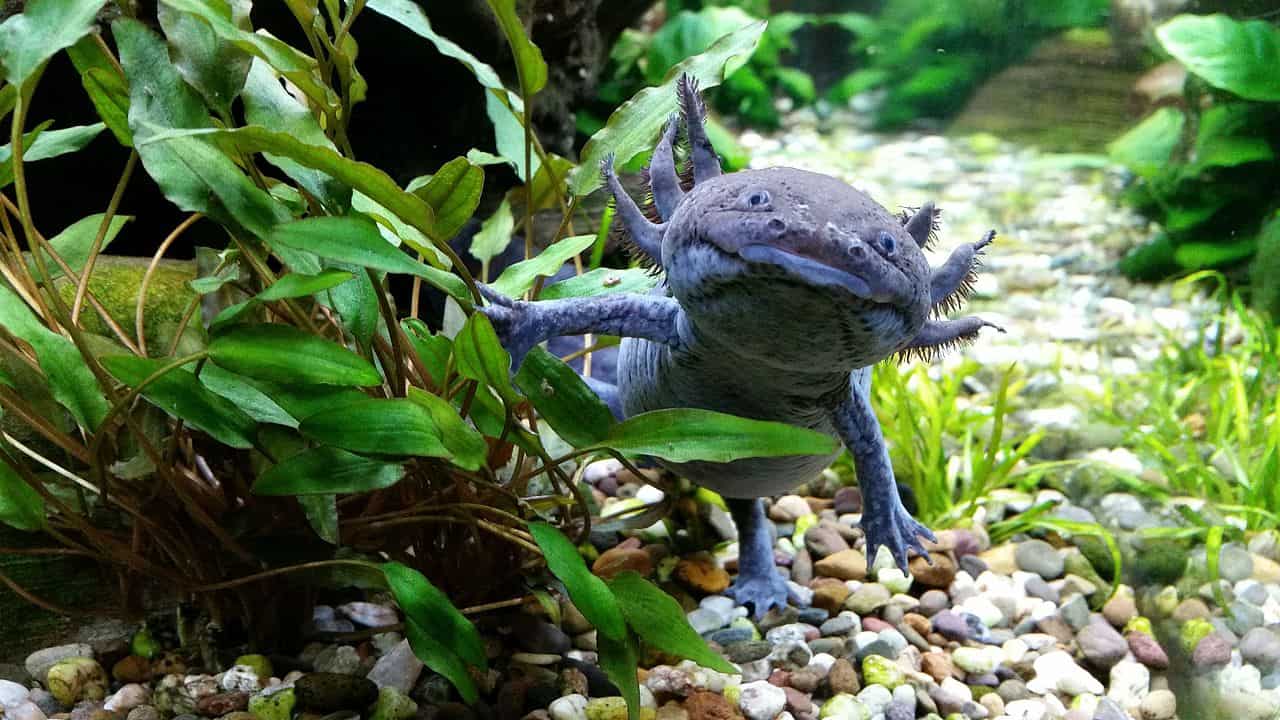 Axolotl Pet