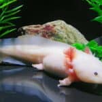 Axolotl Things to Look at