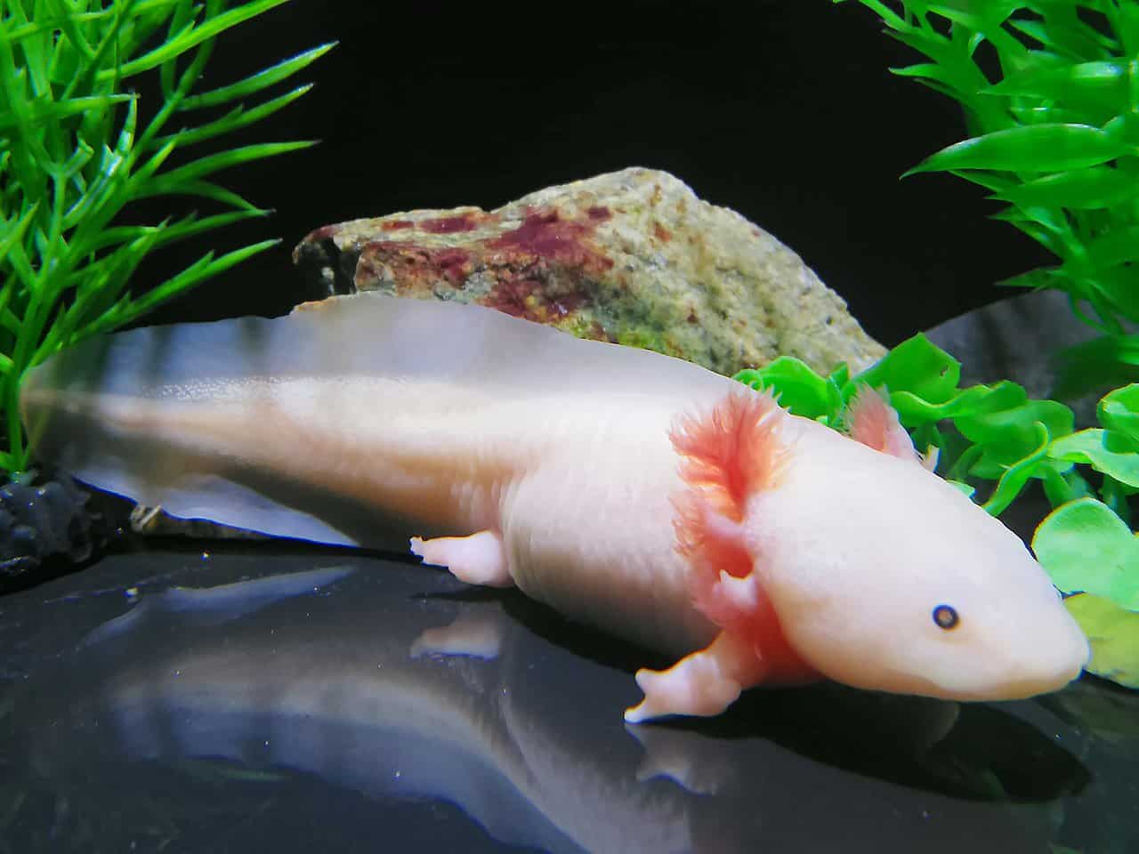 Axolotl Things to Look at