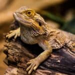 Bearded Dragons 101