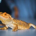 Bearded Dragons 101 – Care